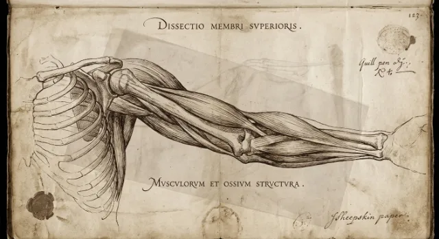Anatomical Research in the Renaissance